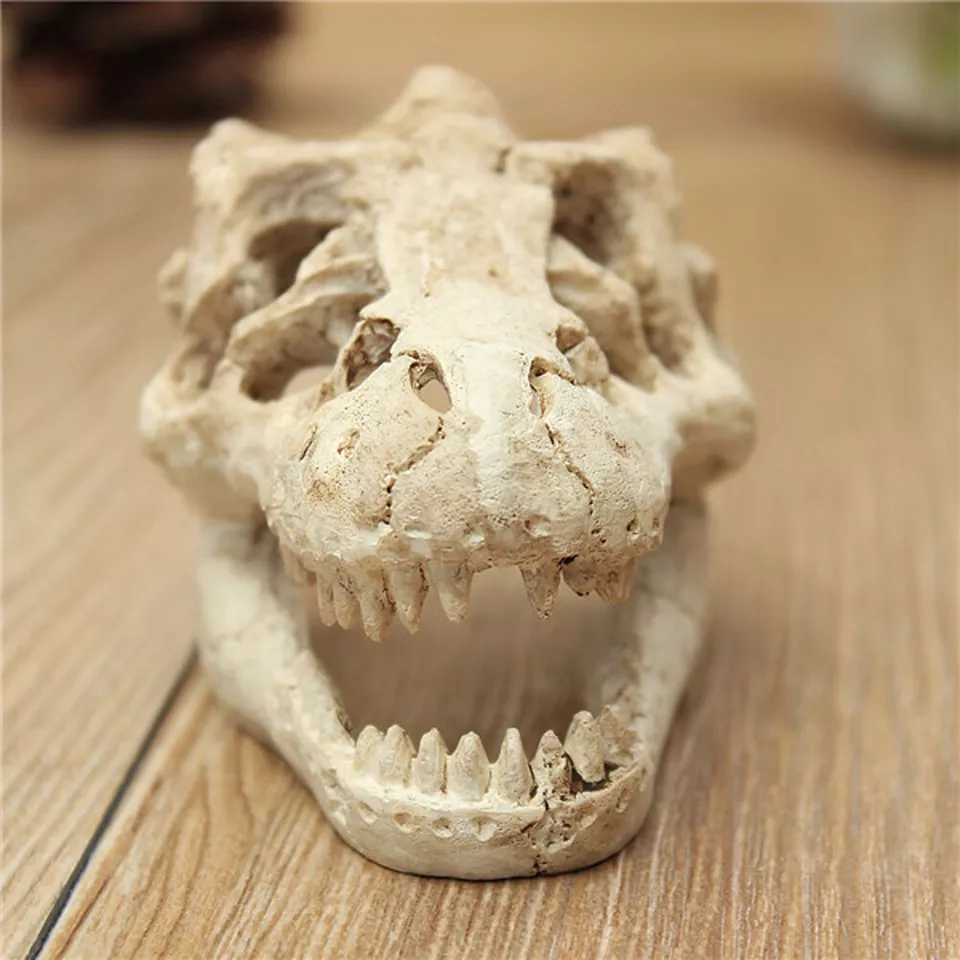 Aquarium Dinosaur Skull Medium